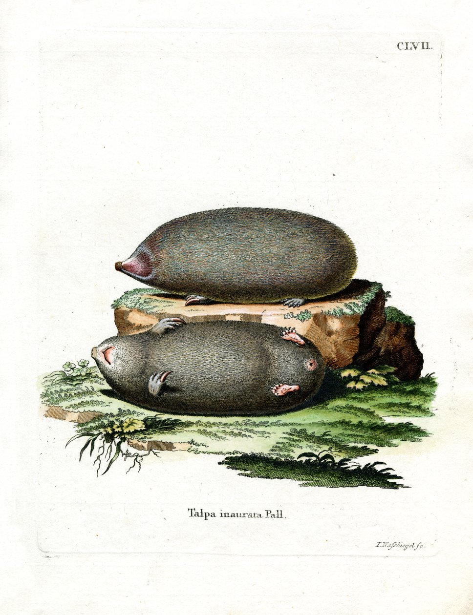 Golden Mole (farvet gravering) af German School