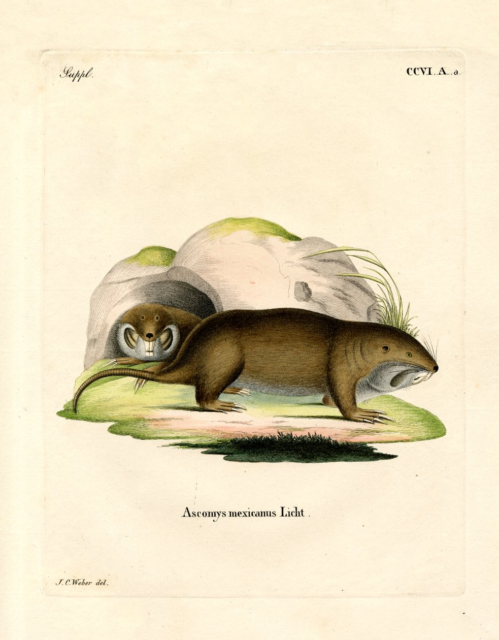 Gopher (farvet gravering) af German School