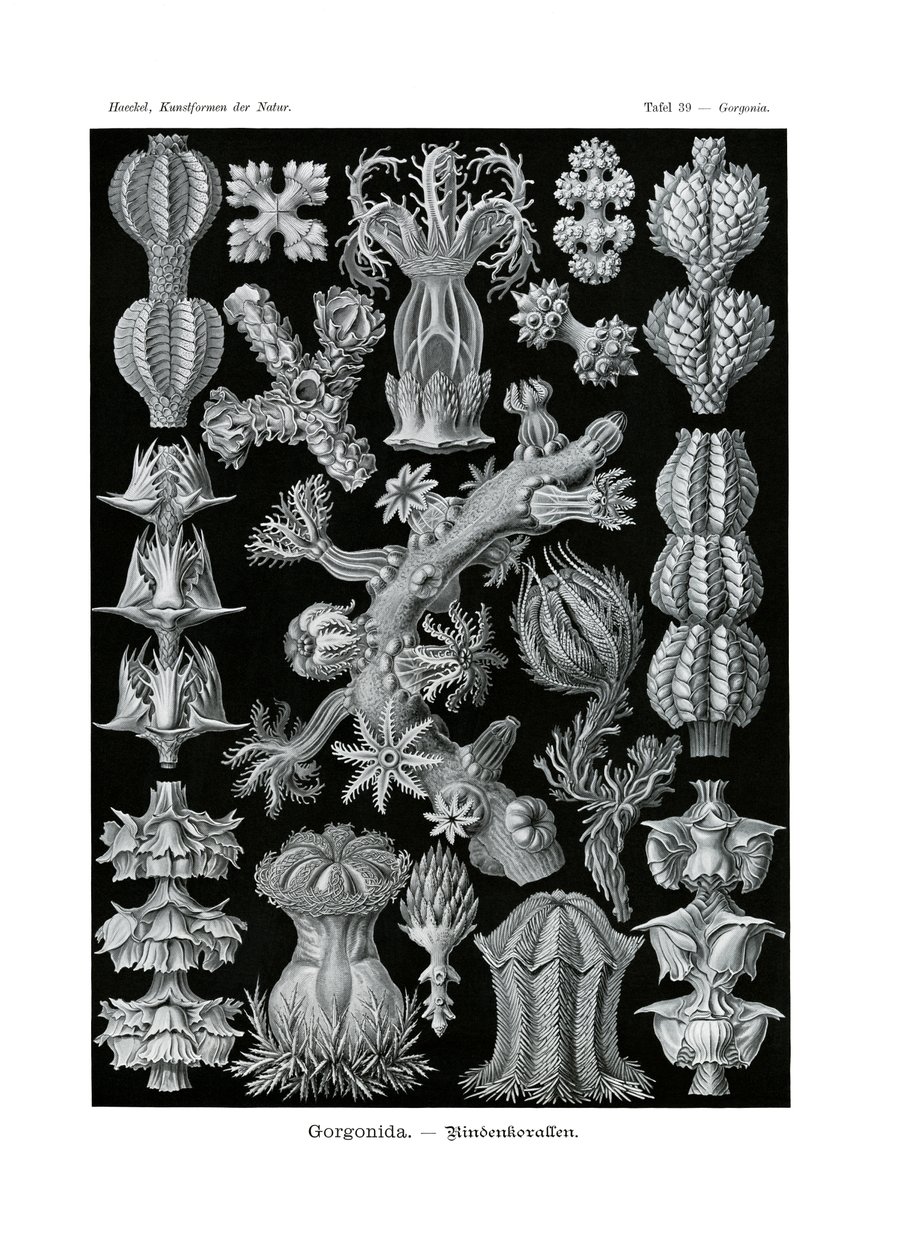 Gorgonida, 1899-1904 af German School