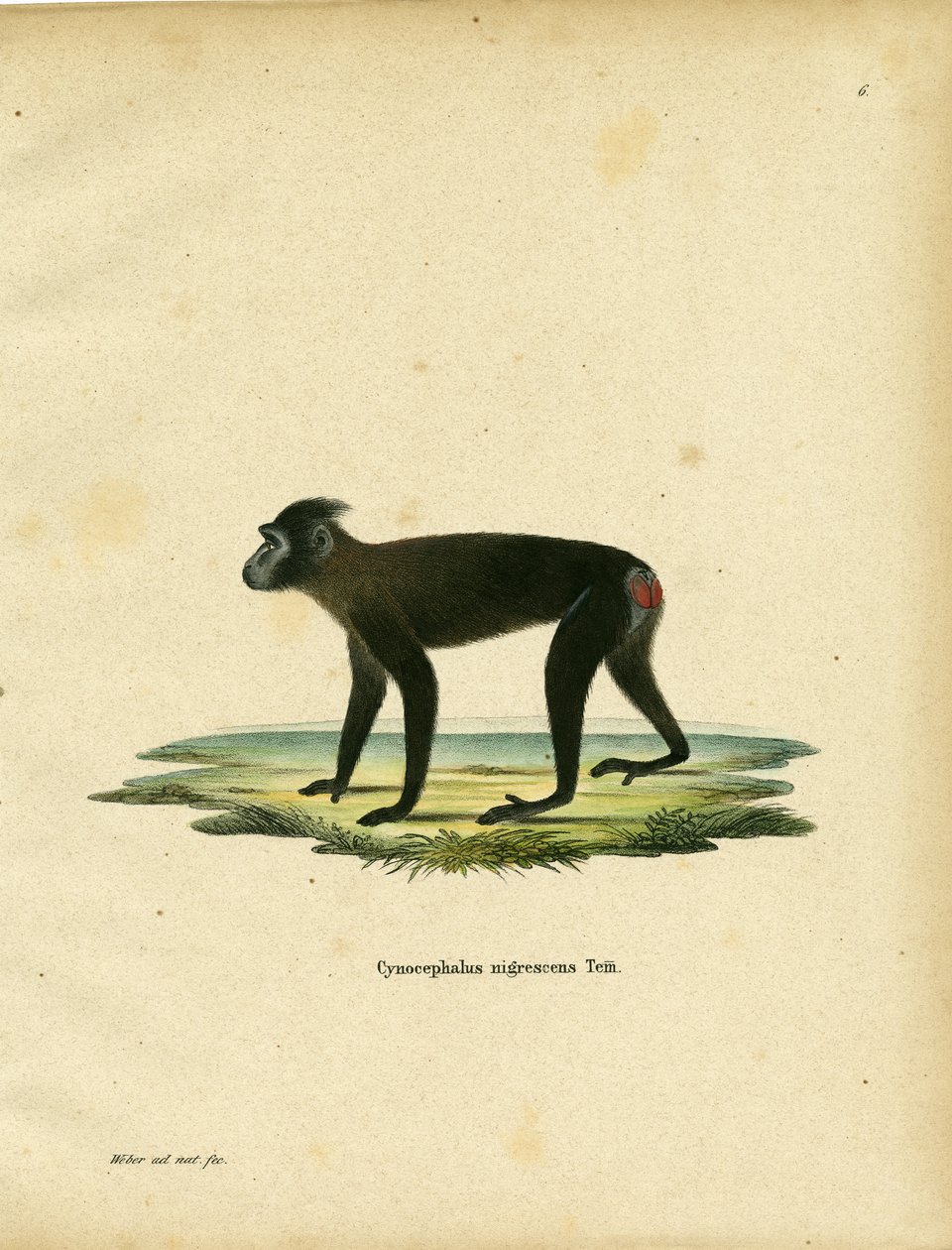 Gorontalo Macaque (farvet gravering) af German School