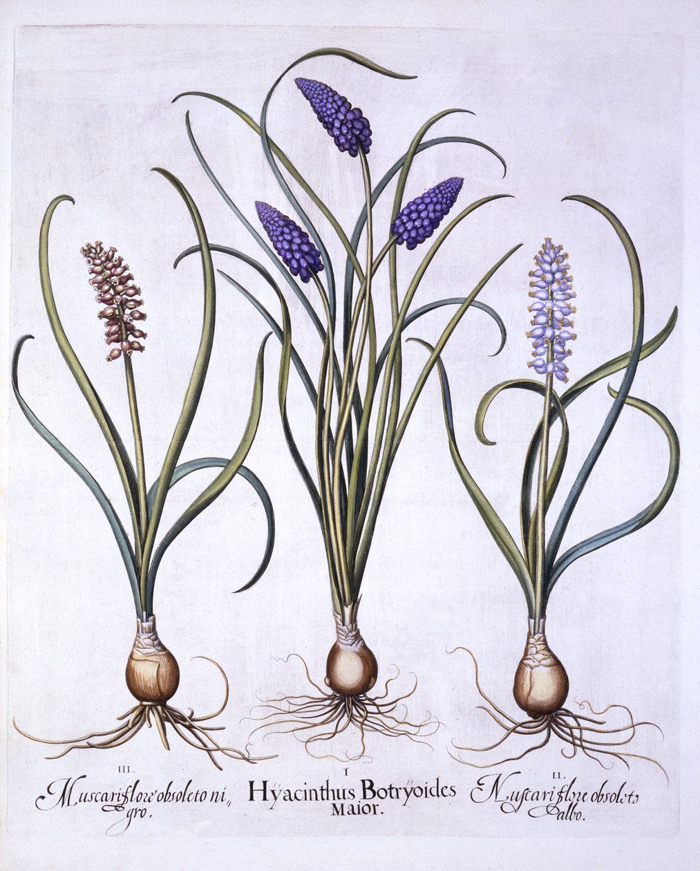 Grape Hyacinths, fra Hortus Eystettensis, af Basil Besler (1561-1629), pub. 1613 (håndfarvet gravering) af German School