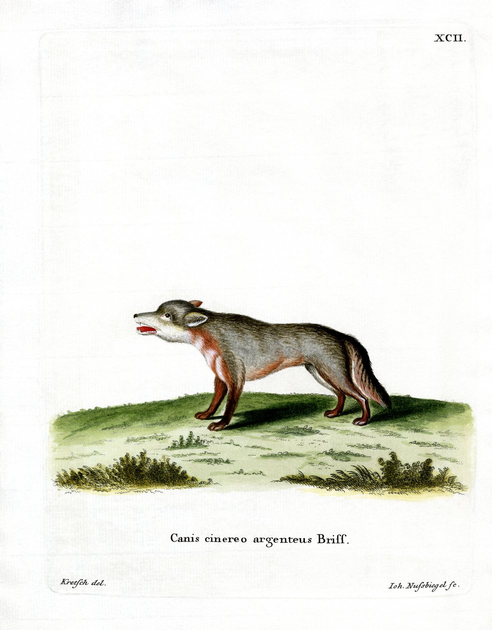 Grey Fox (farvet gravering) af German School