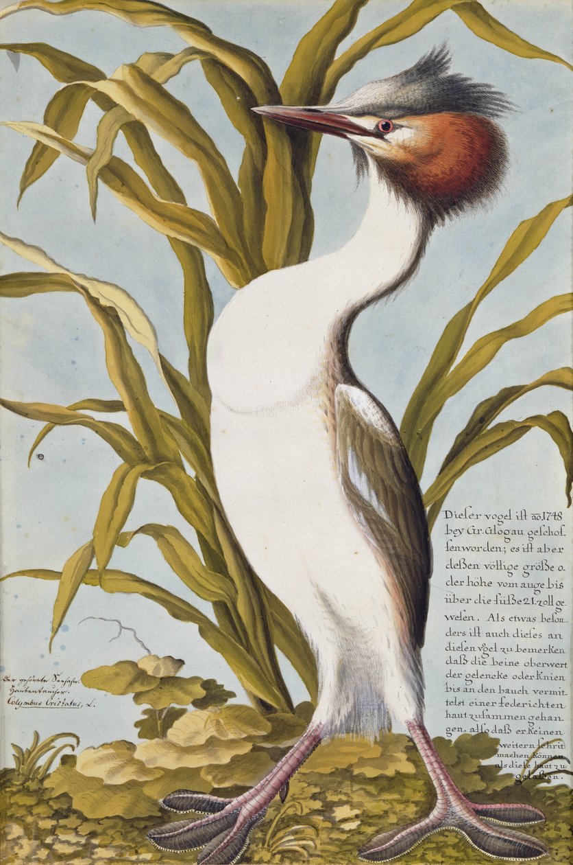 Stor nakkedykker (Podiceps cristatus) c.1748 (wc på papir) af German School