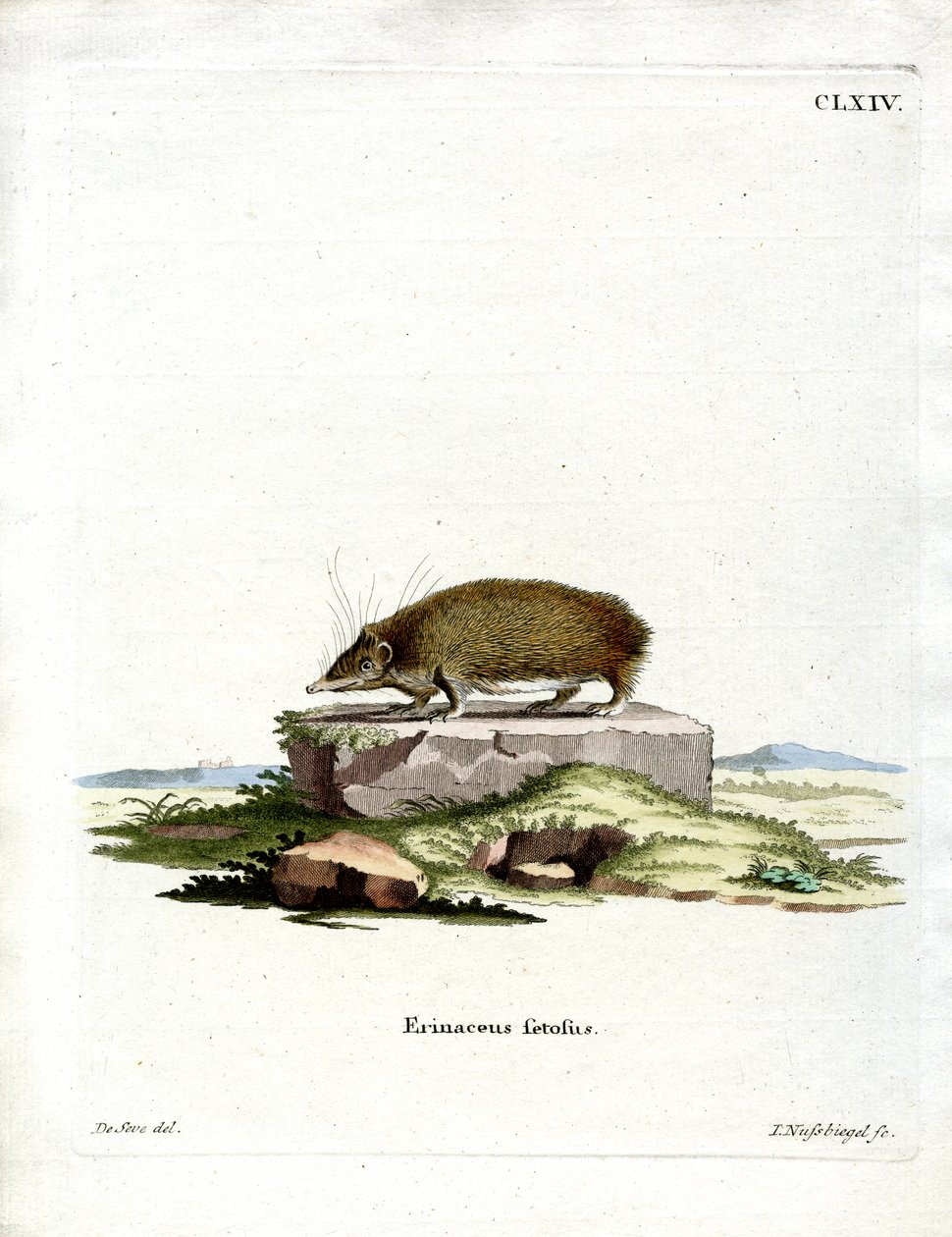 Greater Hedgehog Tenrec (farvet gravering) af German School