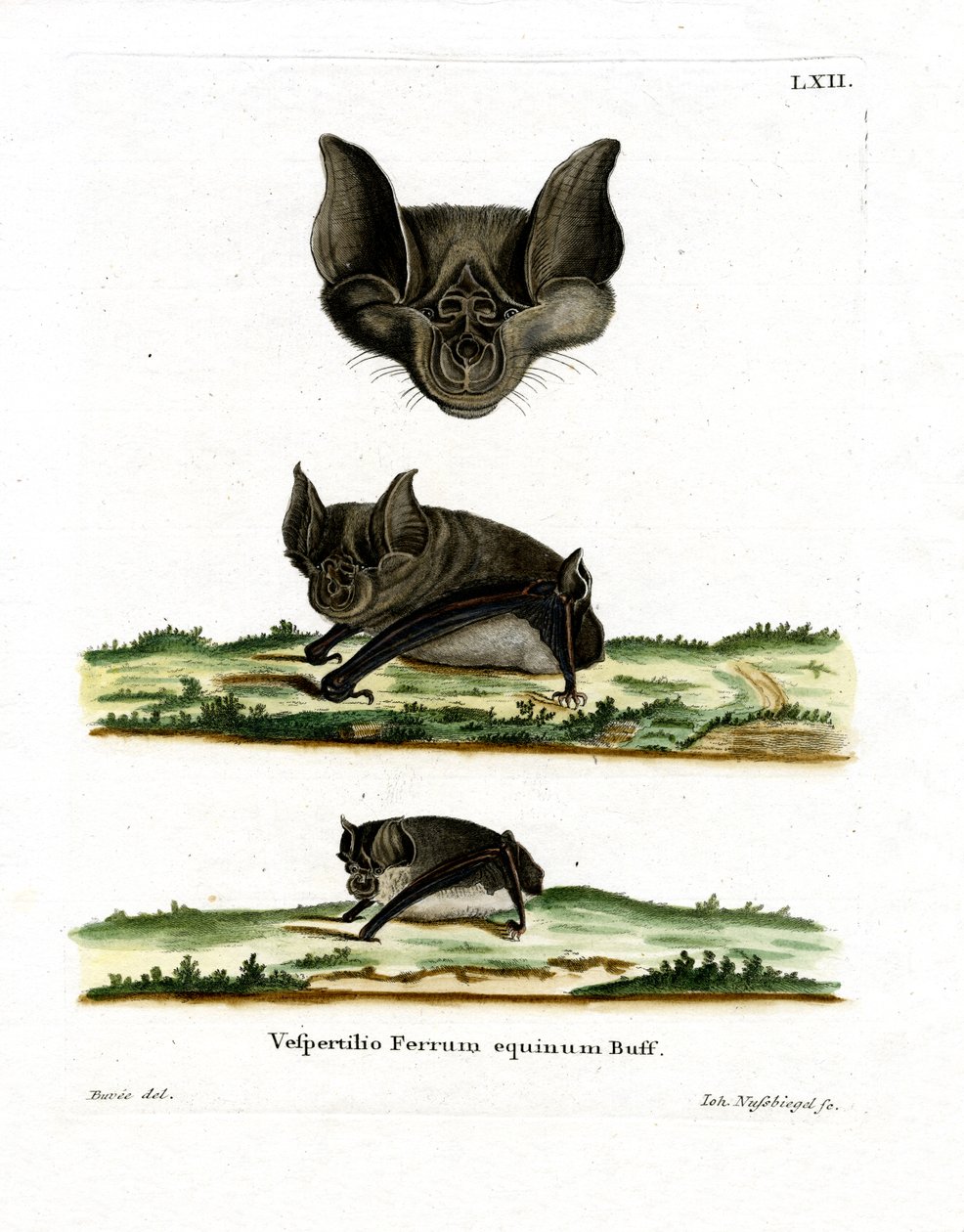 Greater Horseshoe Bat (farvet indgravering) af German School