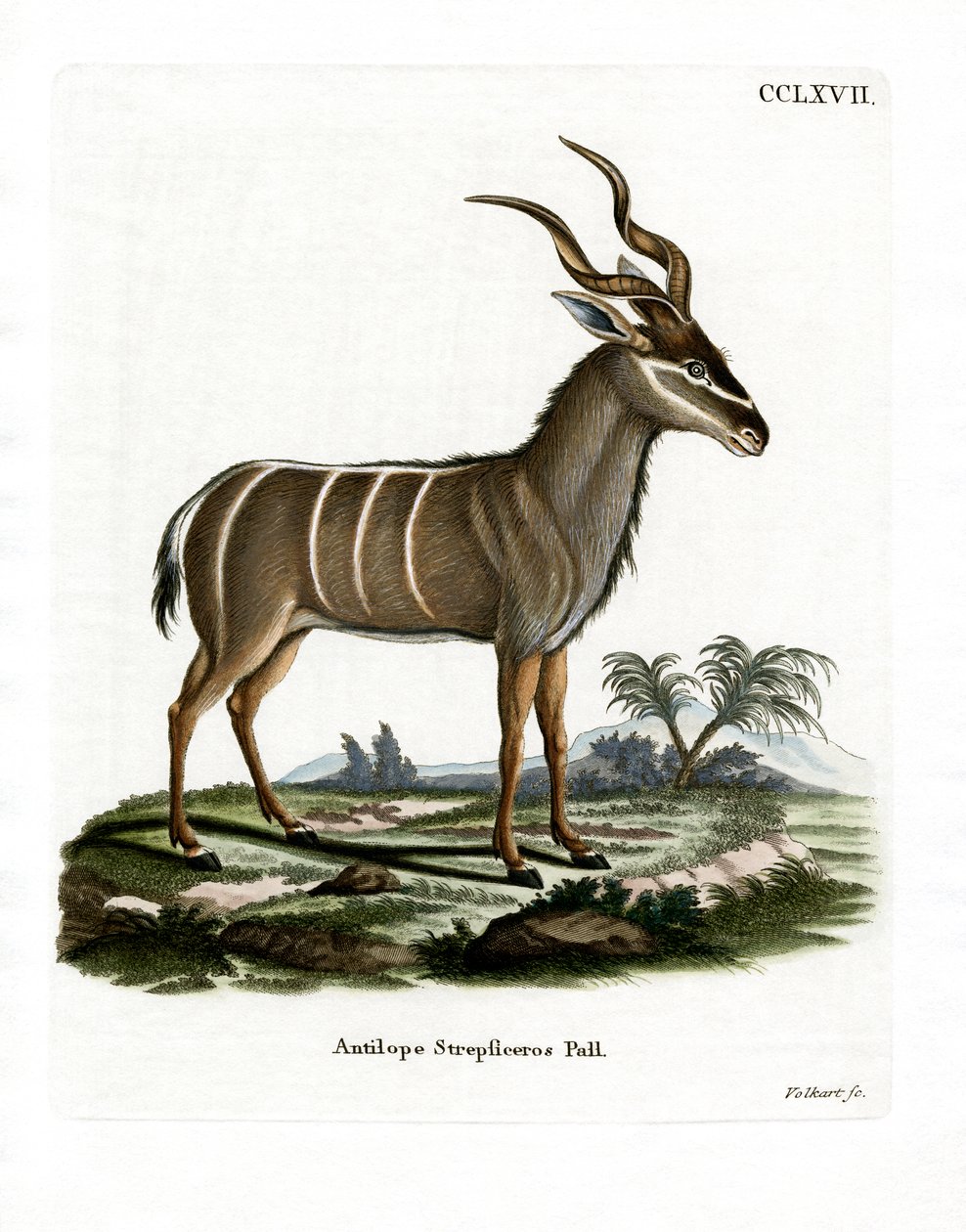 Greater Kudu (farvet gravering) af German School