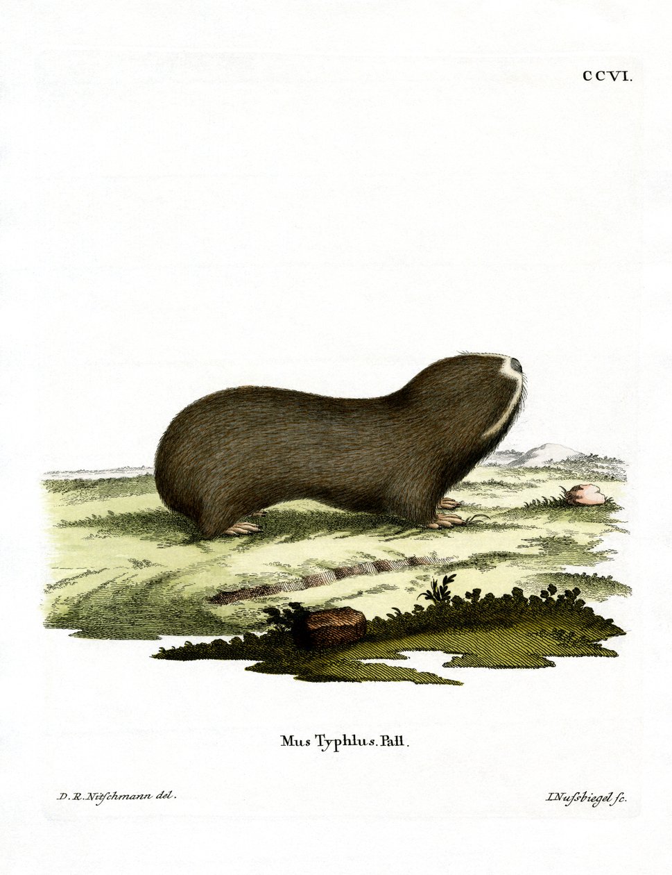 Greater Mole Rat (farvet indgravering) af German School