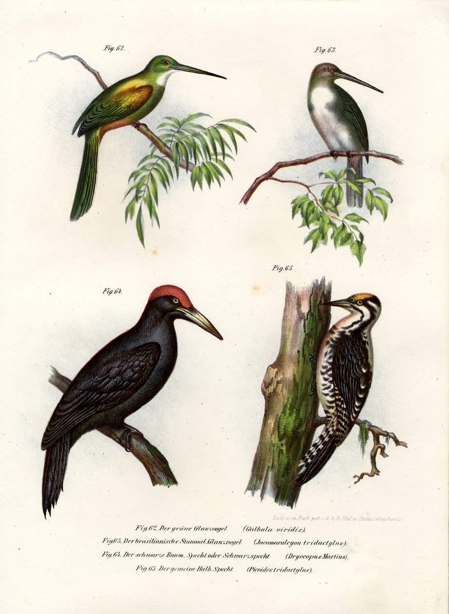 Grønhalet Jacamar, 1864 af German School
