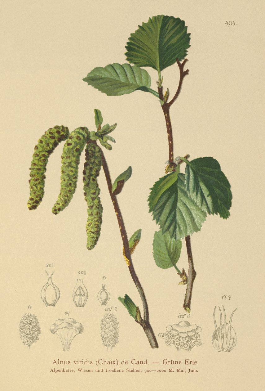Green Alder (Alnus viridis) af German School