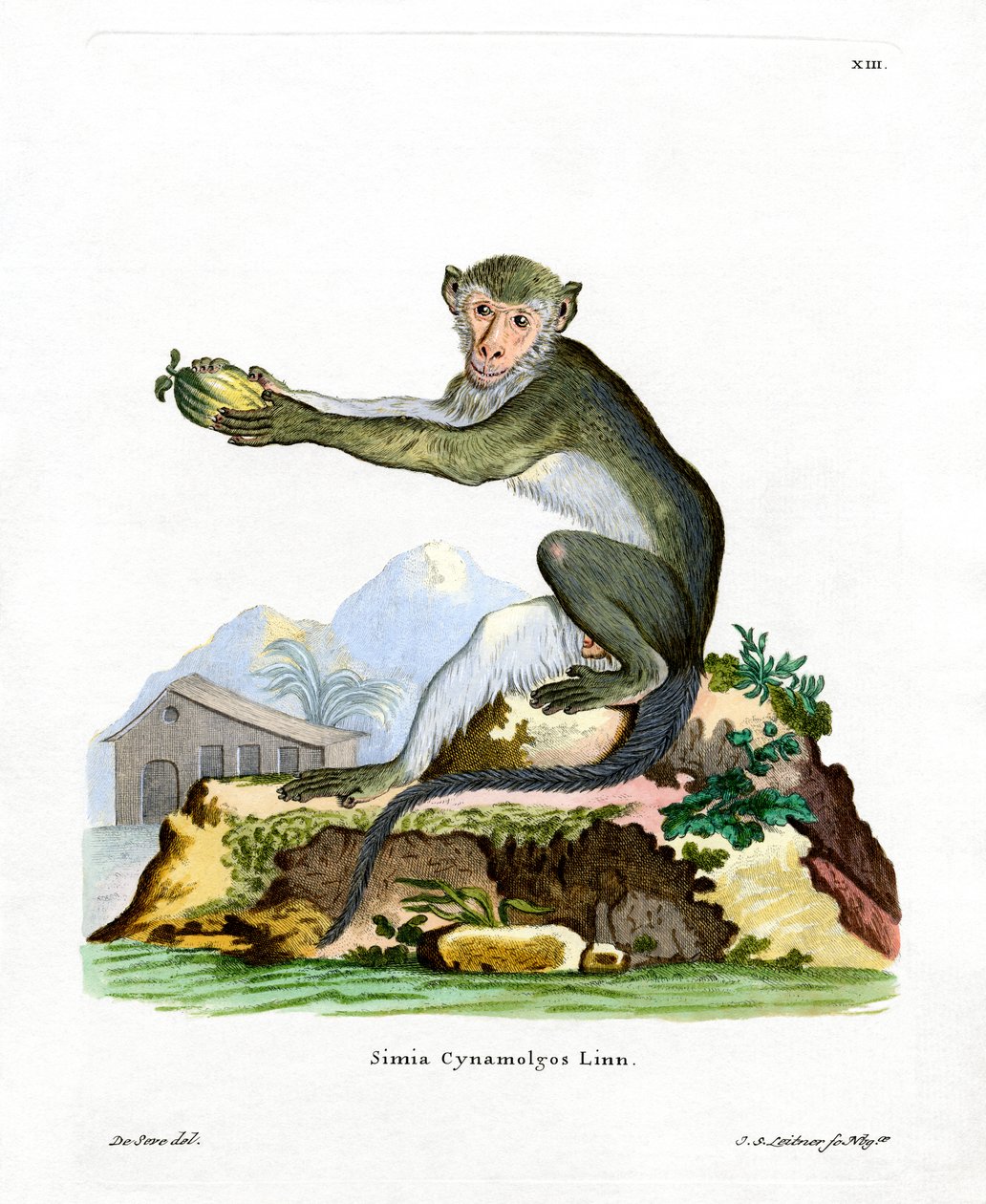 Green Monkey (farvet indgravering) af German School