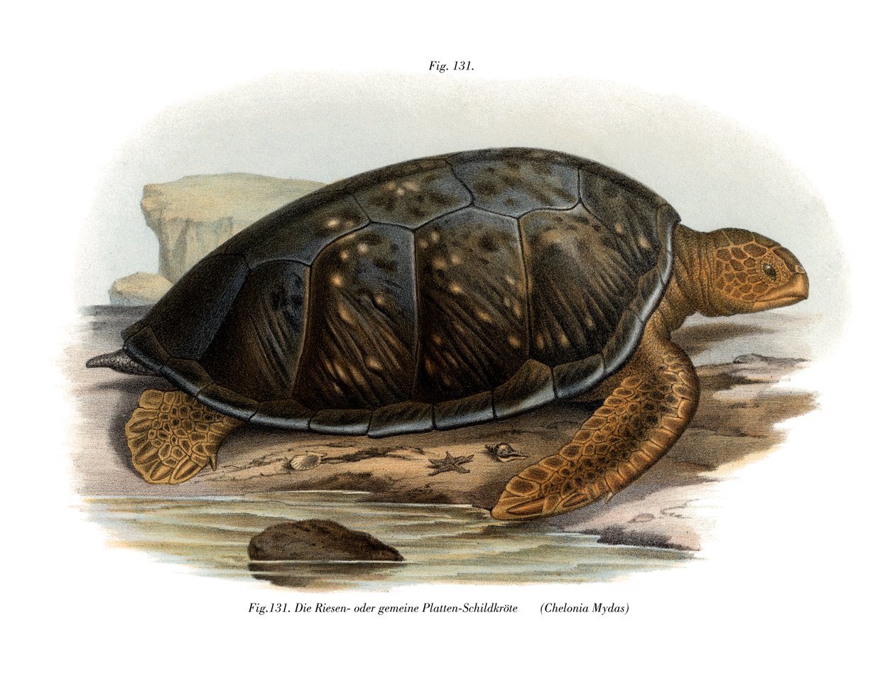 Grøn skildpadde (farve litho) af German School