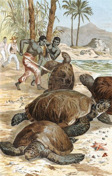 Grøn skildpadde, tallerken fra "Brehms Tierleben: Allgemeine Kunde des Tierreichs", bind 7, s.596, udgivet af Bibliographisches Institut af German School