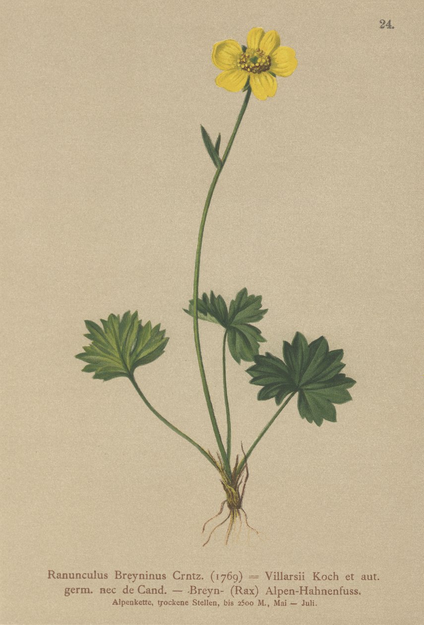Greniers Buttercup (Ranunculus Breynius, Ranunculus Villarsii, Ranunculus grenierianus) af German School