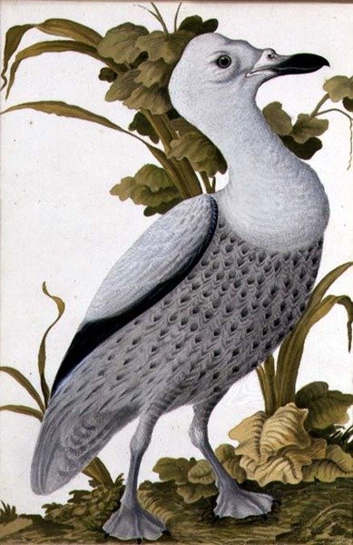 Grågås, ca. 1740 (akvarel på papir) af German School