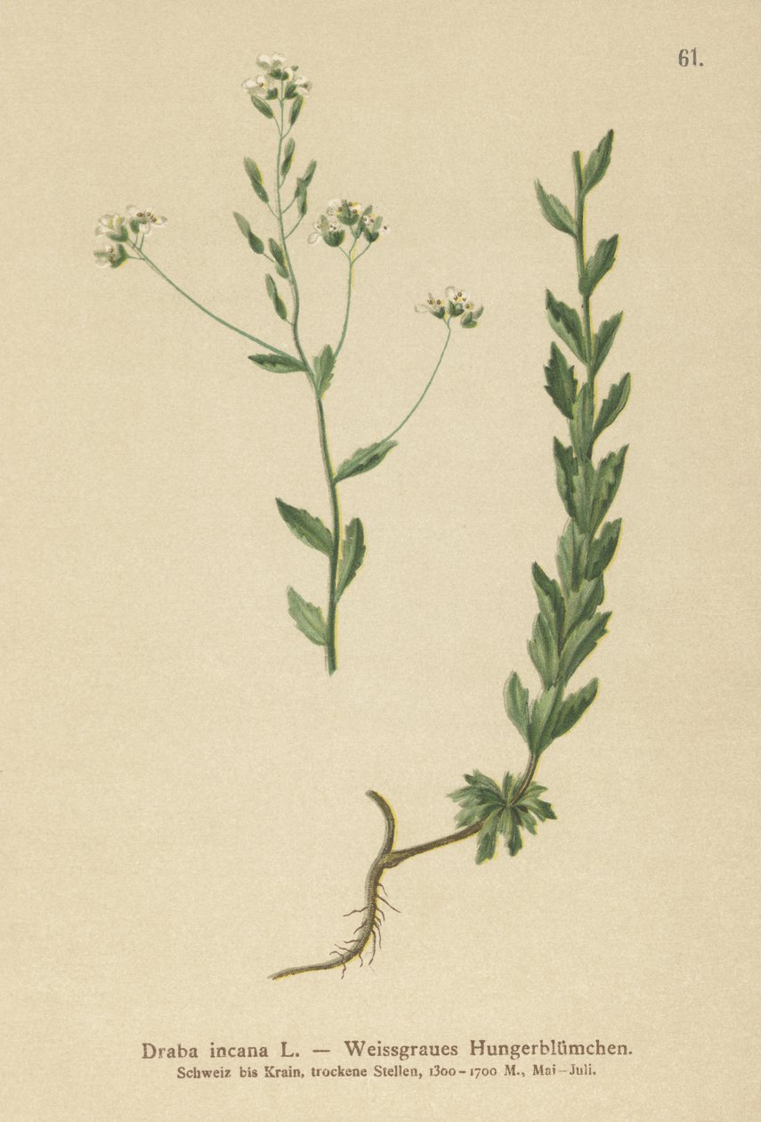 Grå hvidgræs (Draba incana,) af German School