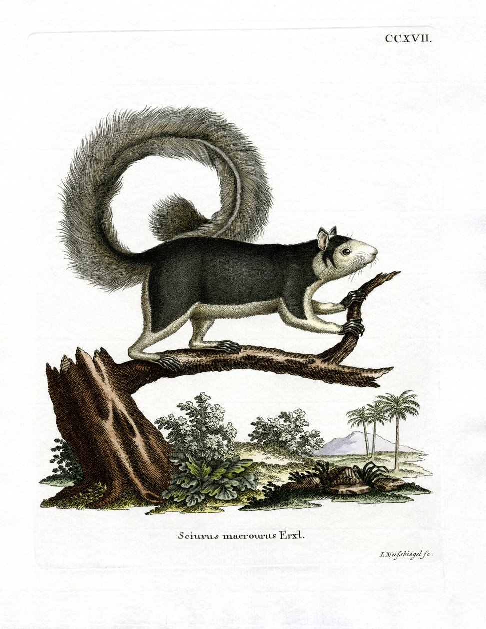 Grizzled Giant Squirrel (farvet gravering) af German School