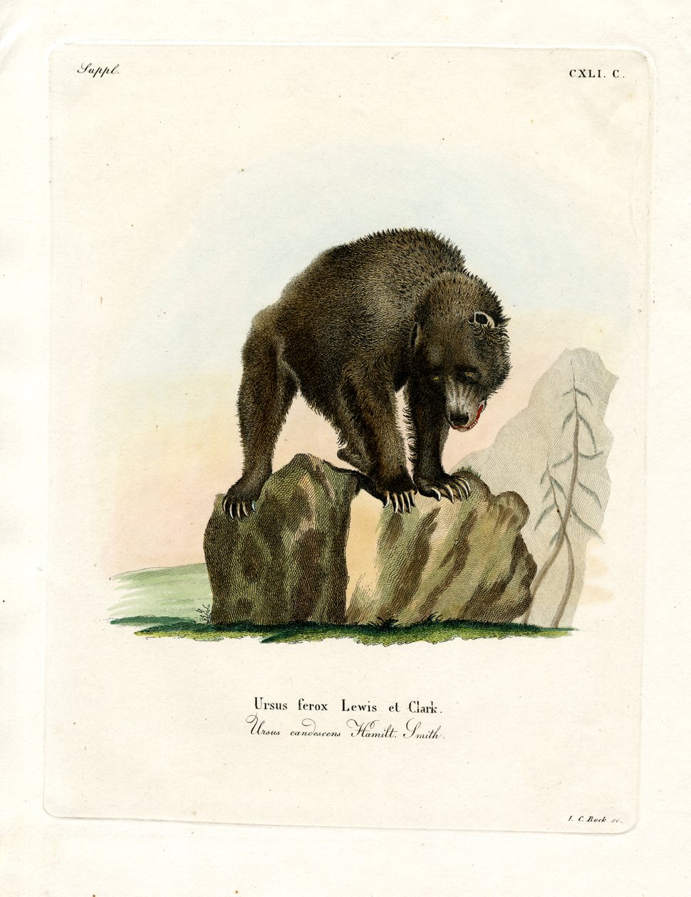 Grizzly Bear (farvet gravering) af German School