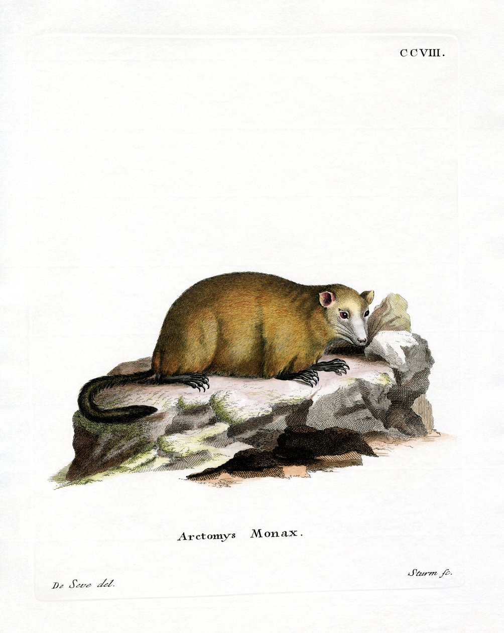 Groundhog (farvet gravering) af German School