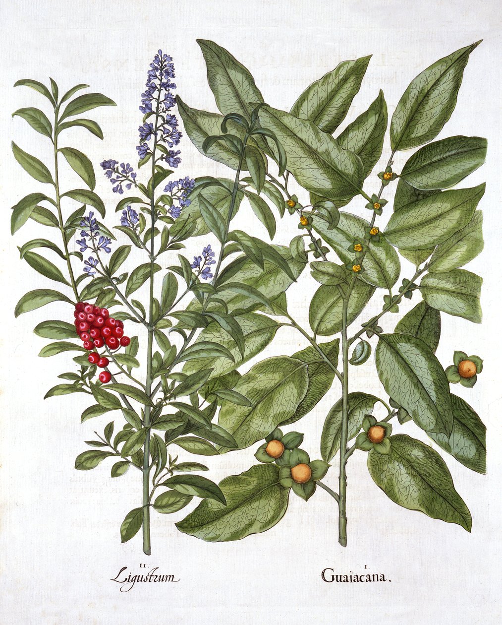 Guaiacum og kinesisk liguster, fra Hortus Eystettensis, af Basil Besler (1561-1629), pub. 1613 (håndfarvet gravering) af German School