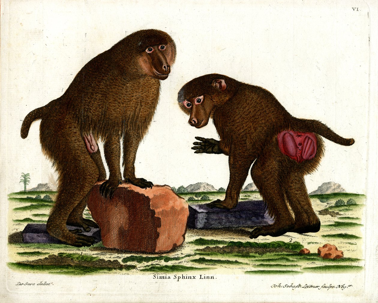 Guinea-bavian (farvet gravering) af German School