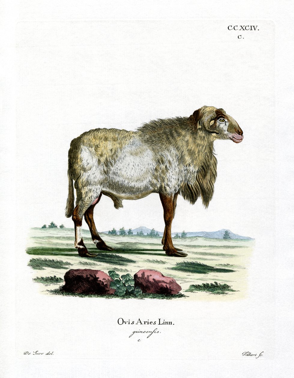 Guinea får (farvet gravering) af German School