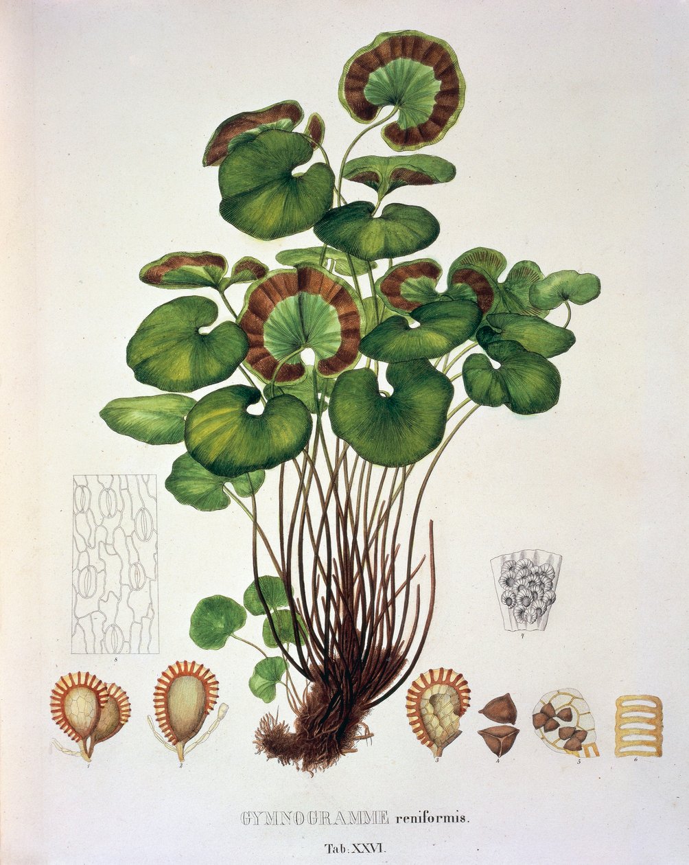 Gymnogramme Reniformis, bord XXVI fra 