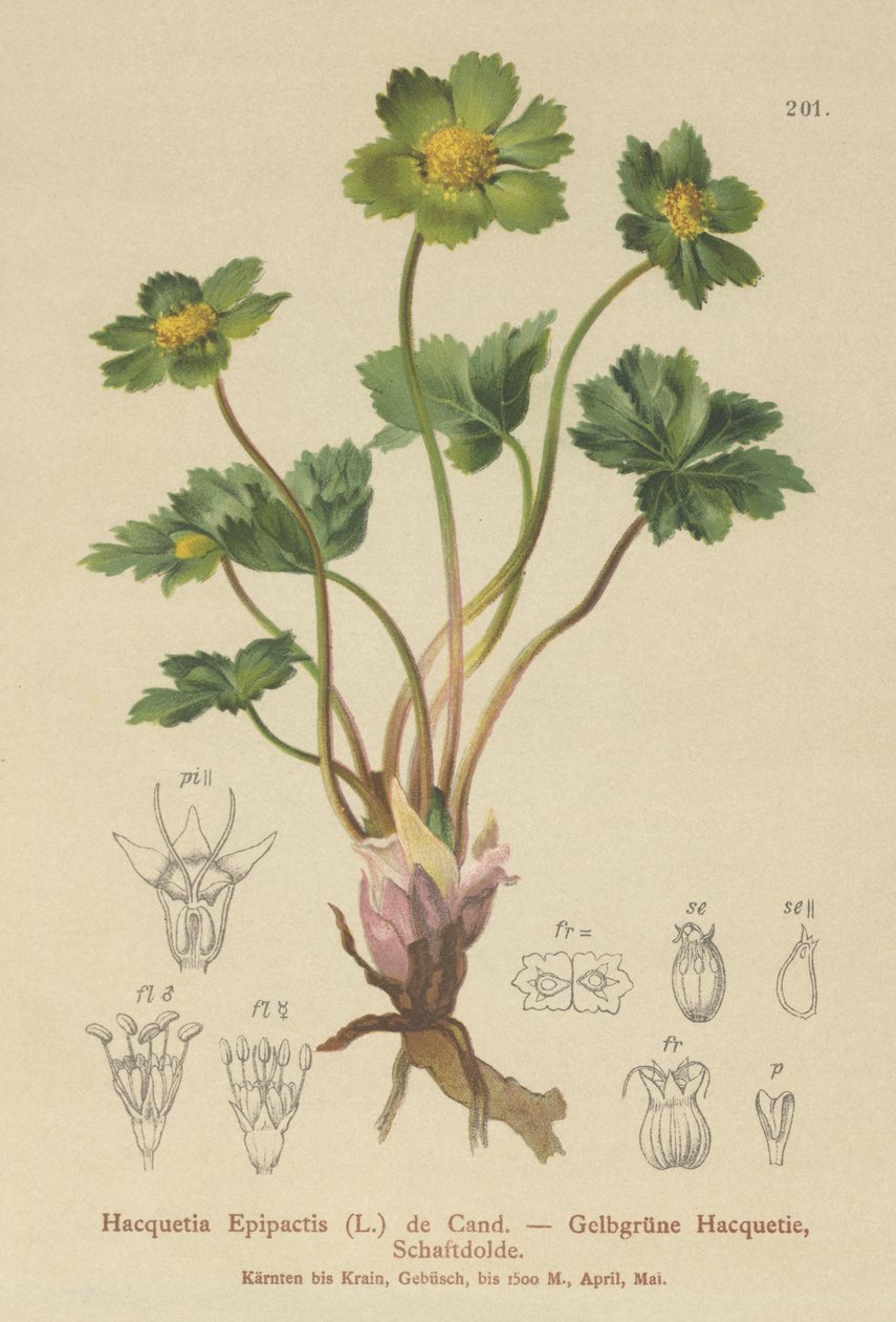 Hacquetia (Hacquetia epipactis) af German School