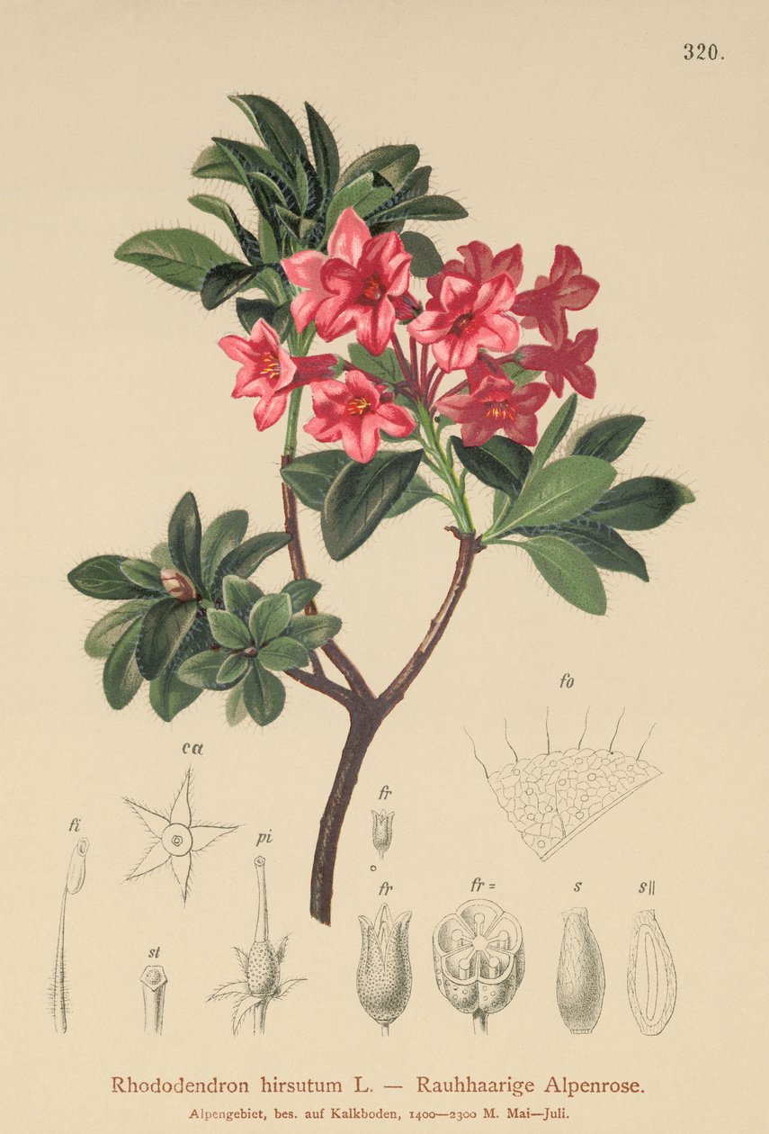 Håret alpe-rose (Rhododendron hirsutum) af German School