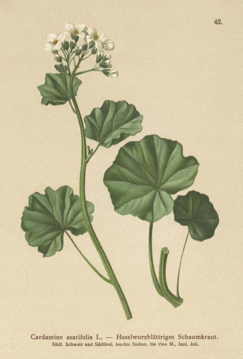 Håret Bitterkarse (Cardamine asarifolia) af German School