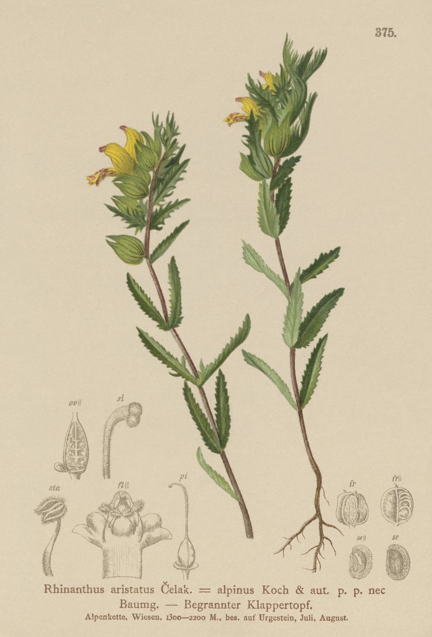 Håret gul rangle (Rhinanthus aristatus, Rhinanthus alpinus) af German School