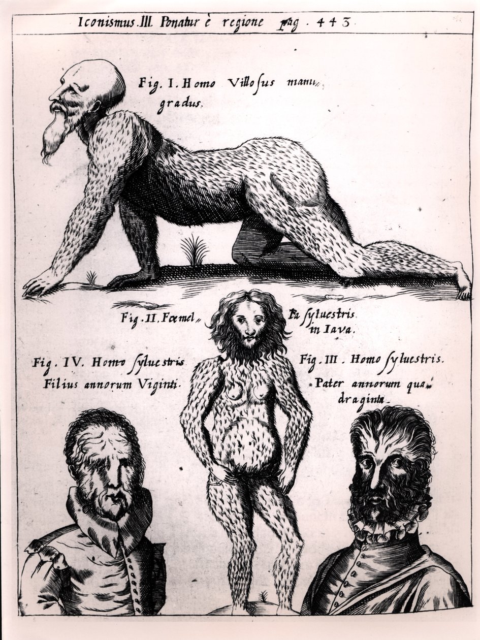 Behåret mand og vild mand, illustration fra Physica Curiosa af Gaspar Schott (1608-66) af German School