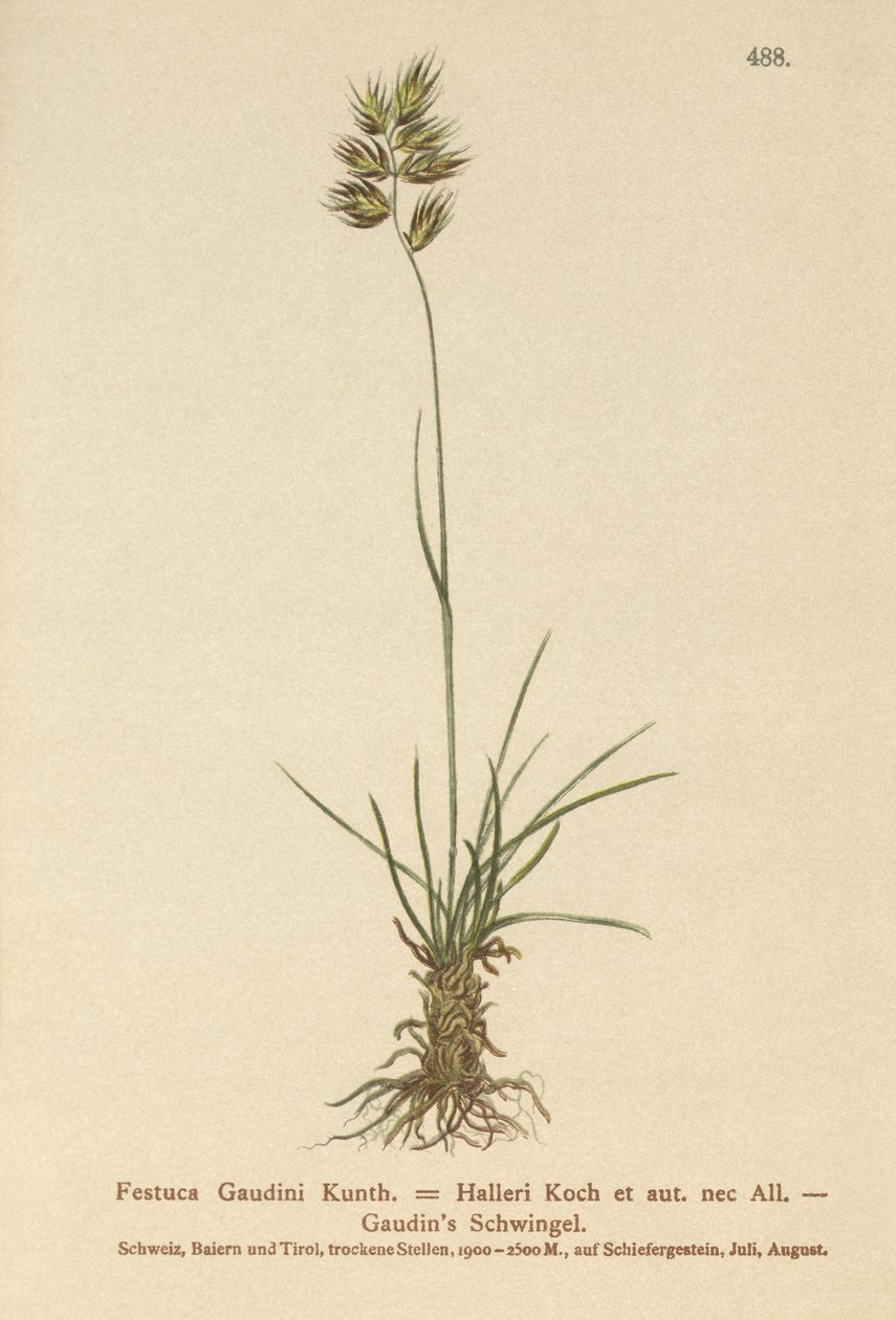 Hallers svingel (Festuca Gaudini, Festuca Hallerie) af German School