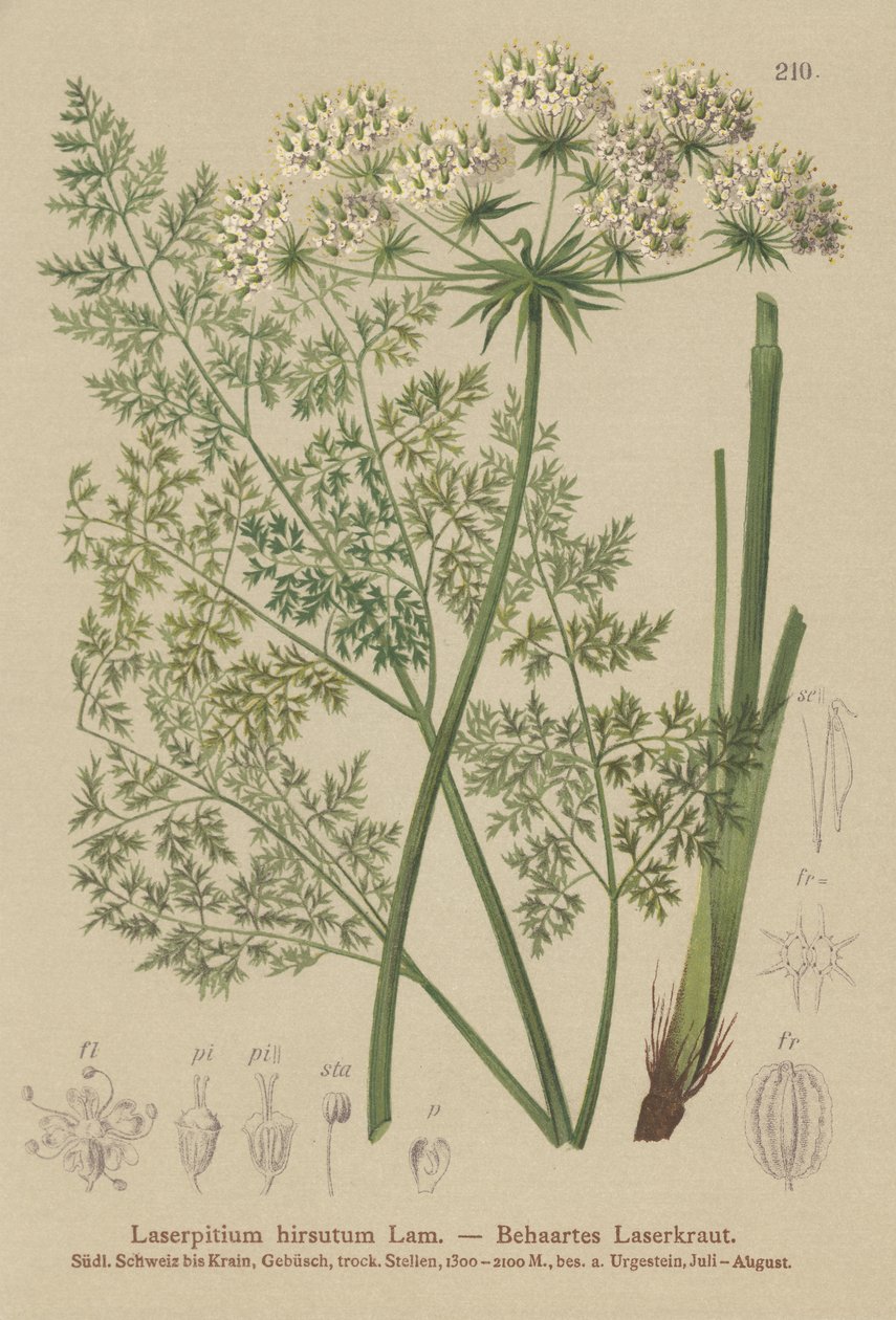 Hallers Sermountain (Laserpitium hirsutum, Laserpitium halleri, Laserpitium panax) af German School
