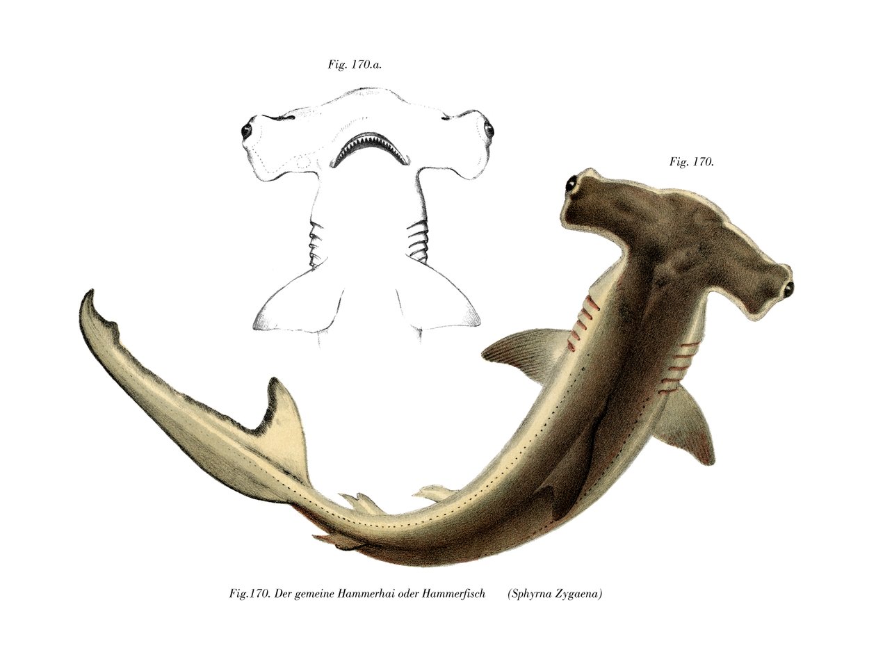 Hammerhead (farve litho) af German School