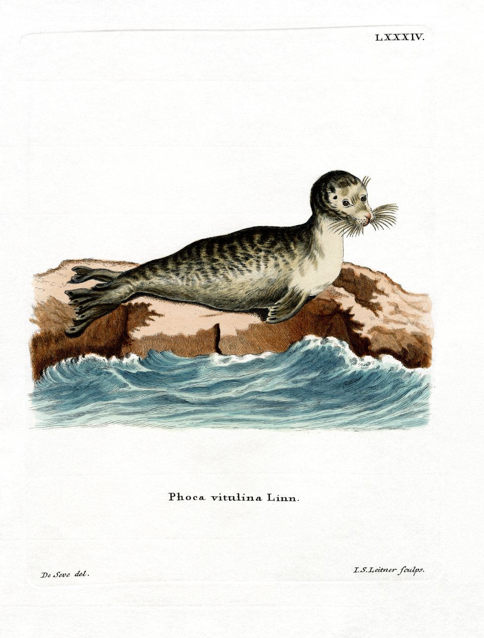 Harbour Seal (farvet gravering) af German School
