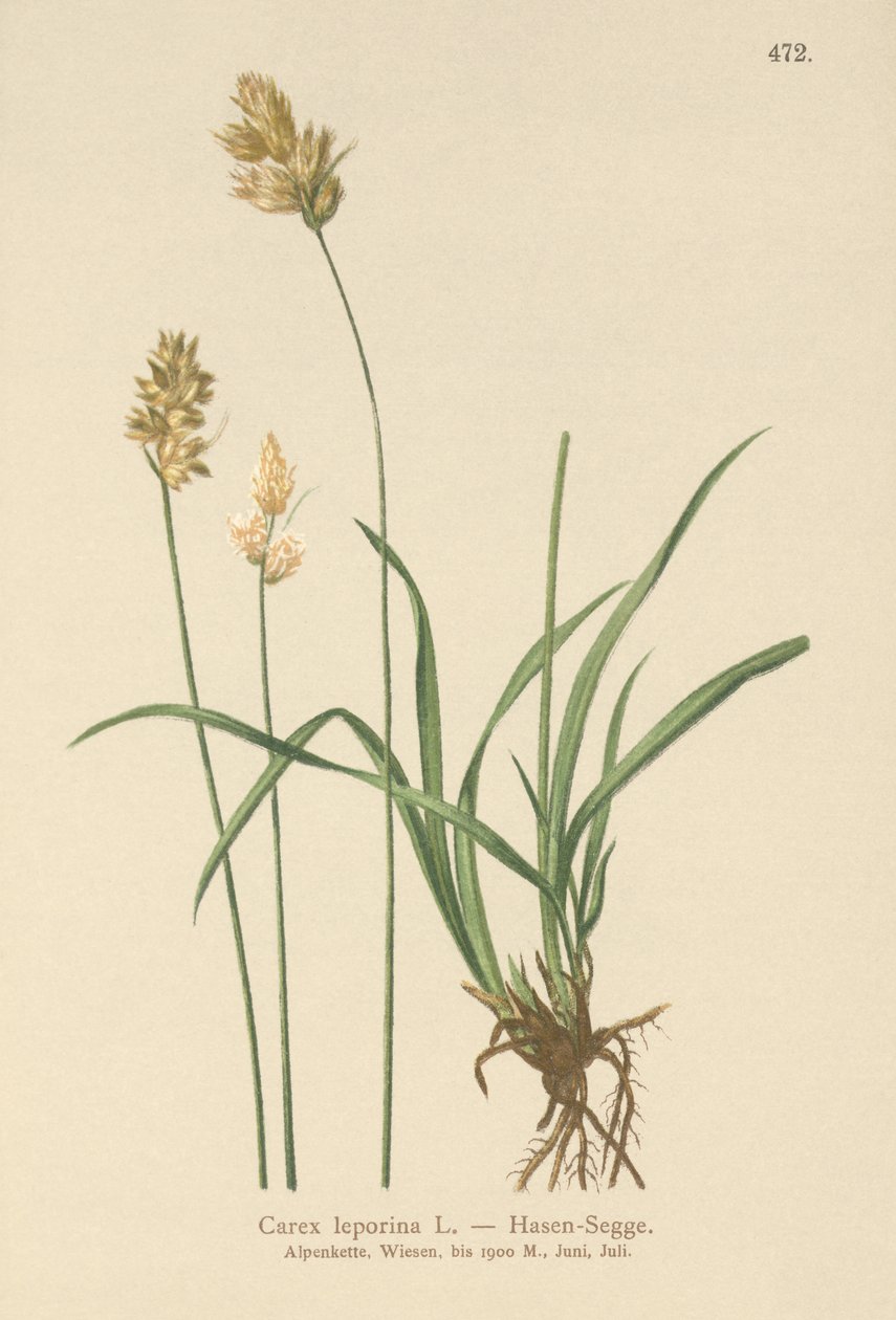 Hare-sedge (Carex leporina, Carex ovalis) af German School