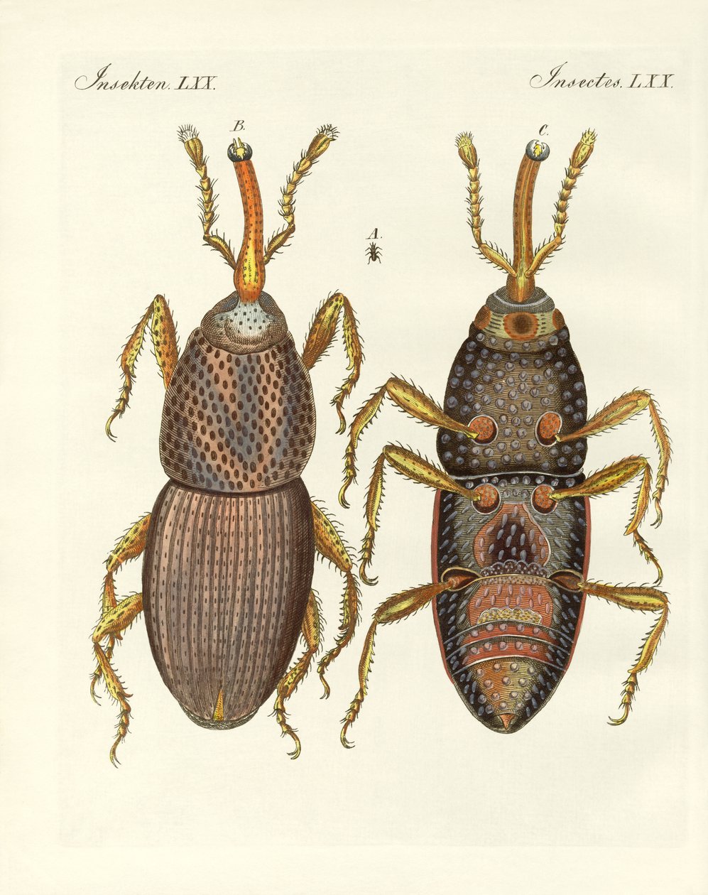 Skadelige insekter (farvet indgravering) af German School
