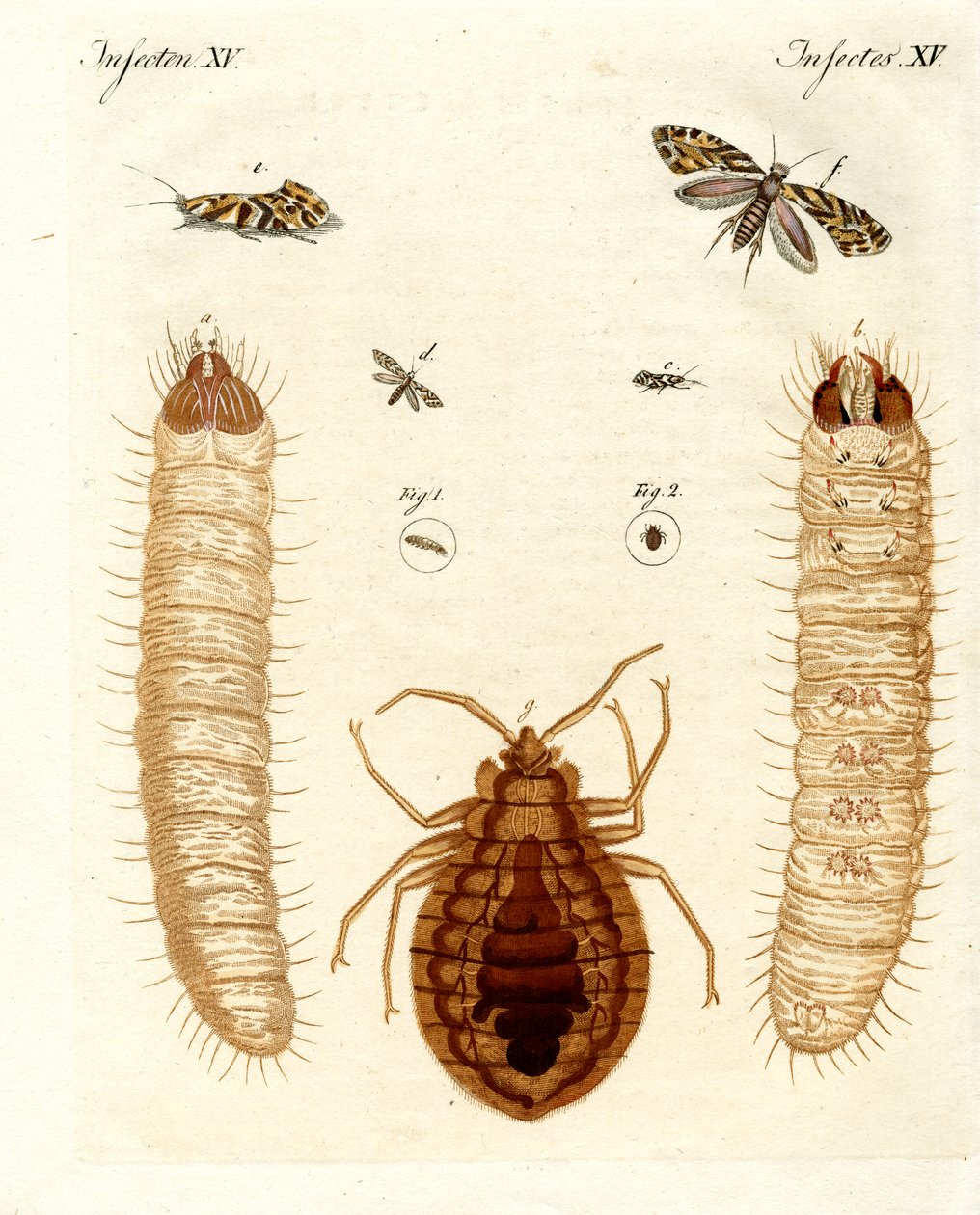 Skadelige insekter af German School