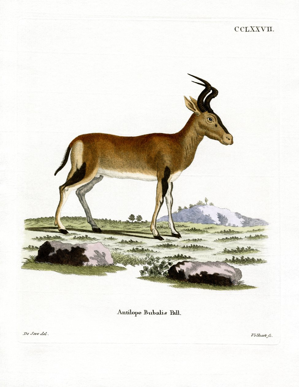 Hartebeest (farvet gravering) af German School