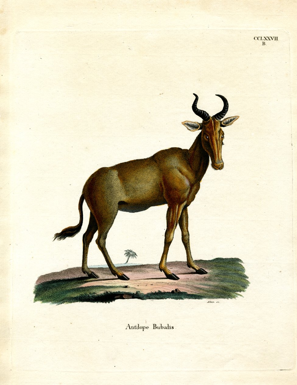 Hartebeest (farvet gravering) af German School
