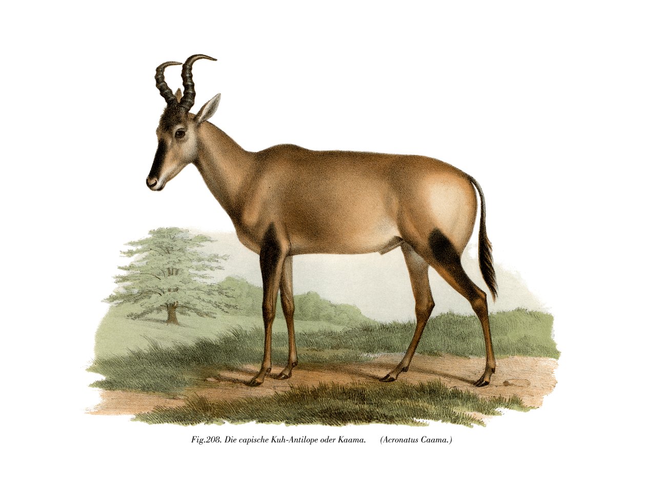 Hartebeest, 1860 af German School