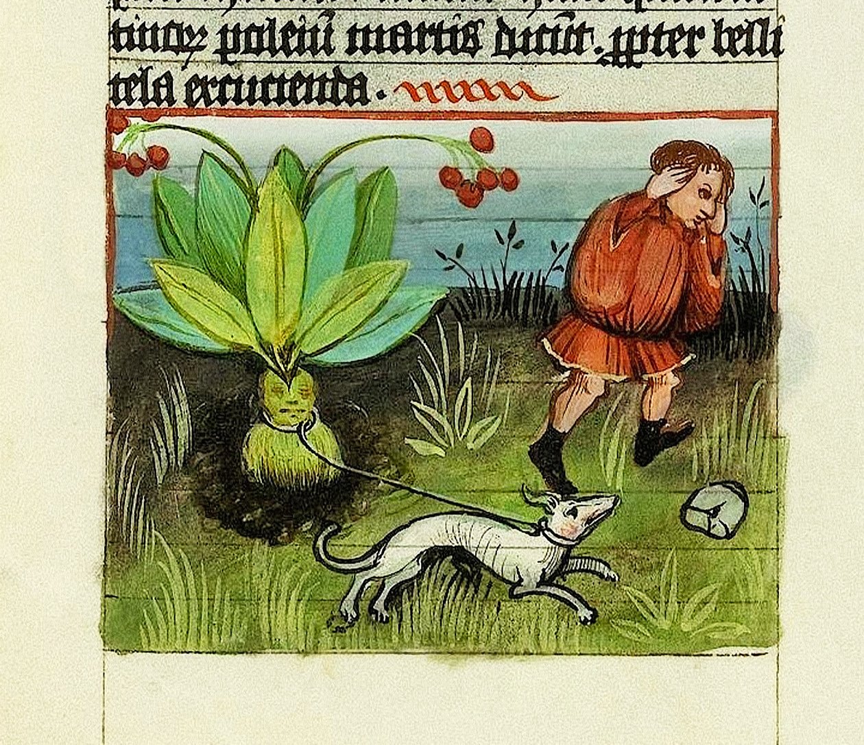 Høst Mandrake, The Nature of Things - Rabanus Maurus, ca. 1425 (gouache på Vellum) af German School