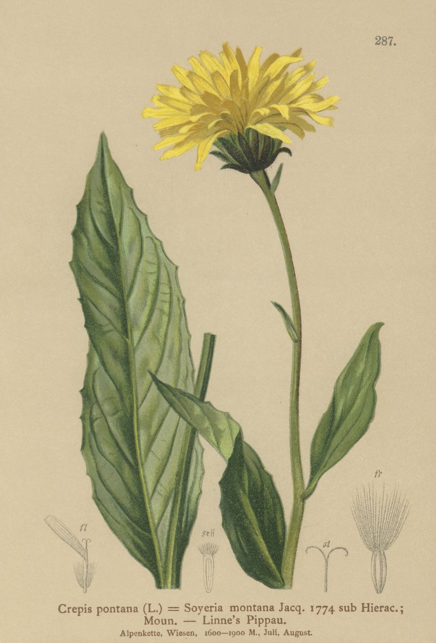 Høgskæg (Crepis bocconi, Crepis pontana, Crepis montana, Hieracium montanum, Soyeria montana) af German School