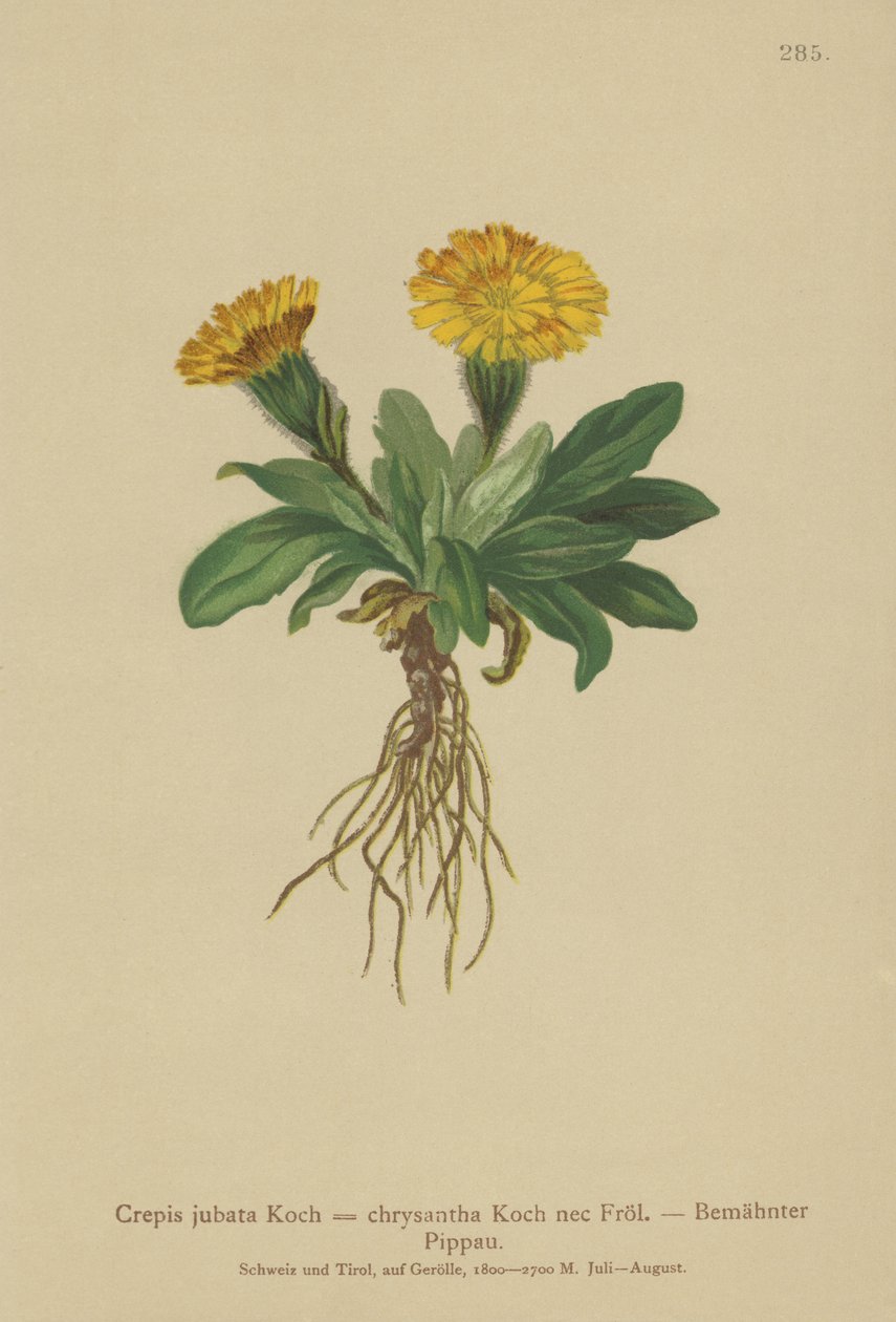 Høgeurt (Crepis jubata, Crepis rhaetica) af German School