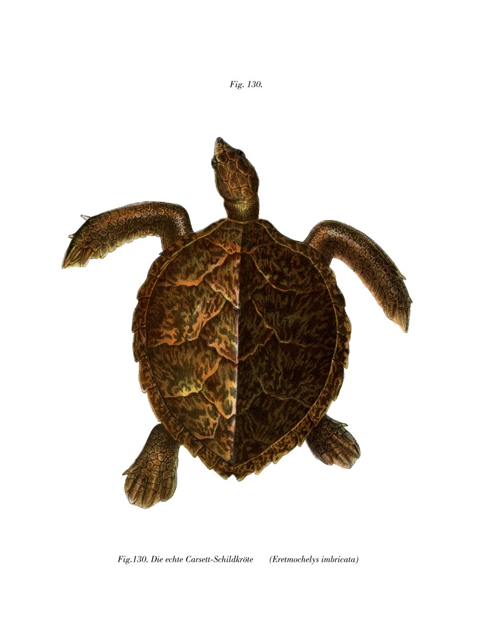 Hawksbill Turtle (farve litho) af German School