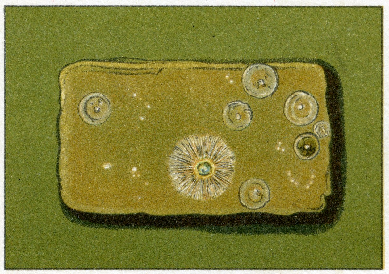 Sunde niveauer af bakterier i drikkevand, ca. 1890 (farvekromolitografi) af German School