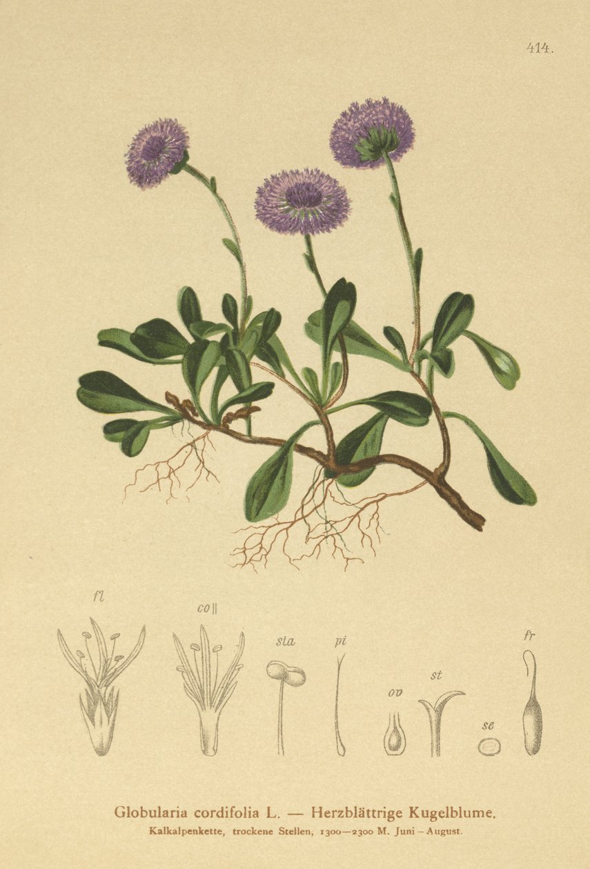 Hjertebladet Kugleblomst (Globularia cordifolia) af German School