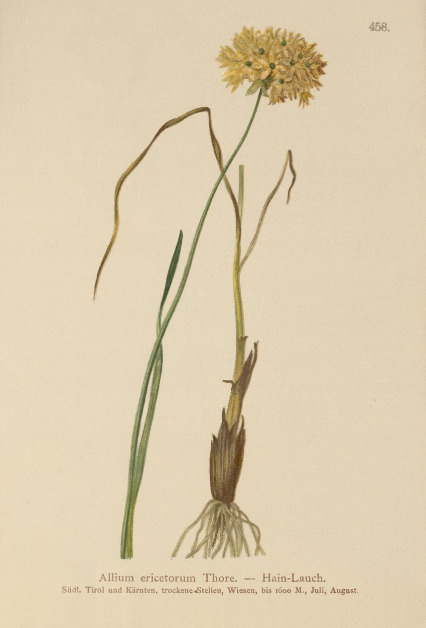 Hedeløg (Allium ericetorum, Allium ambiguum, Allium graminifolium) af German School