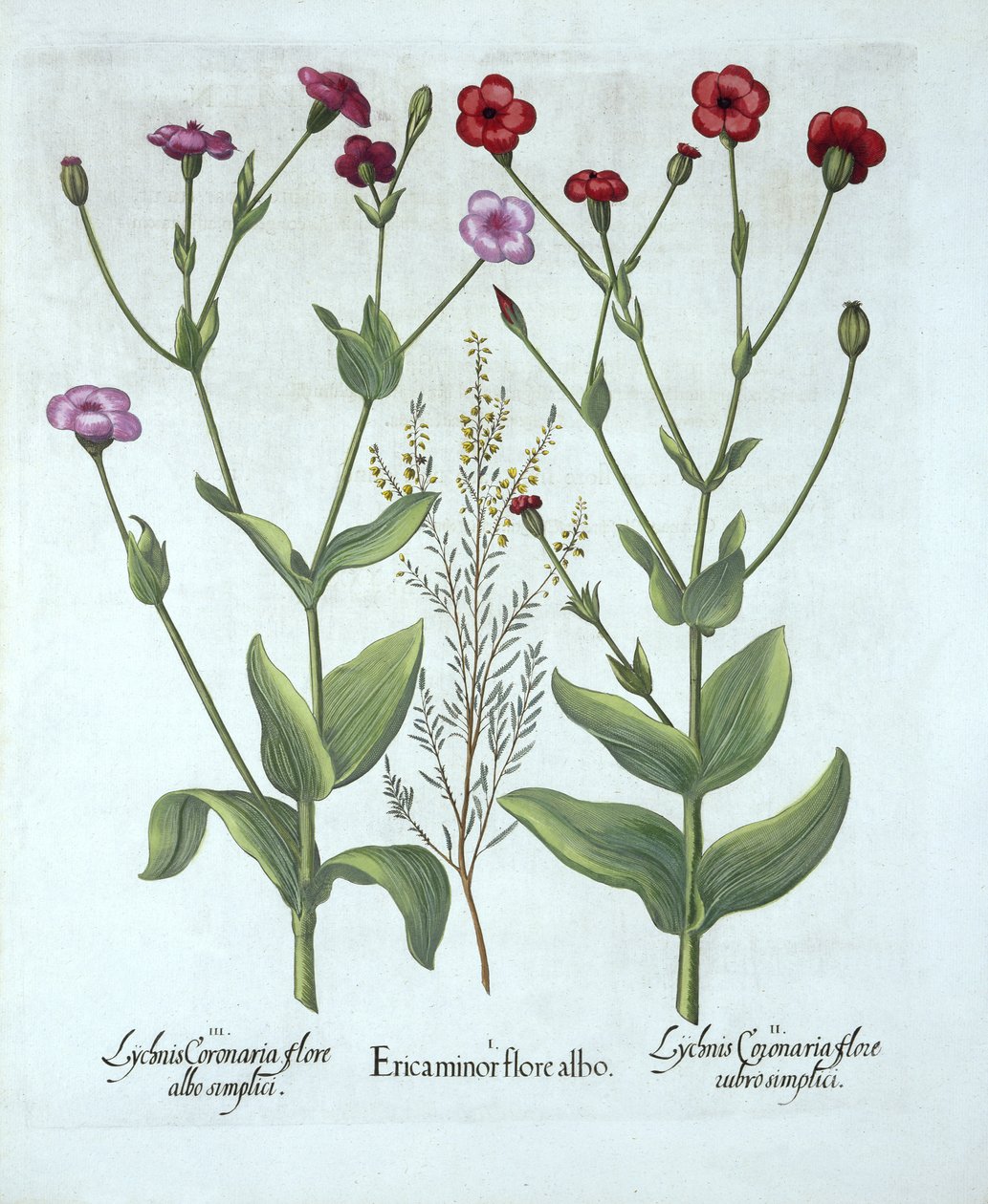 Heather and Two Kinds of Lychnis, fra Hortus Eystettensis, af Basil Besler (1561-1629), pub. 1613 (håndkoloreret gravering) af German School