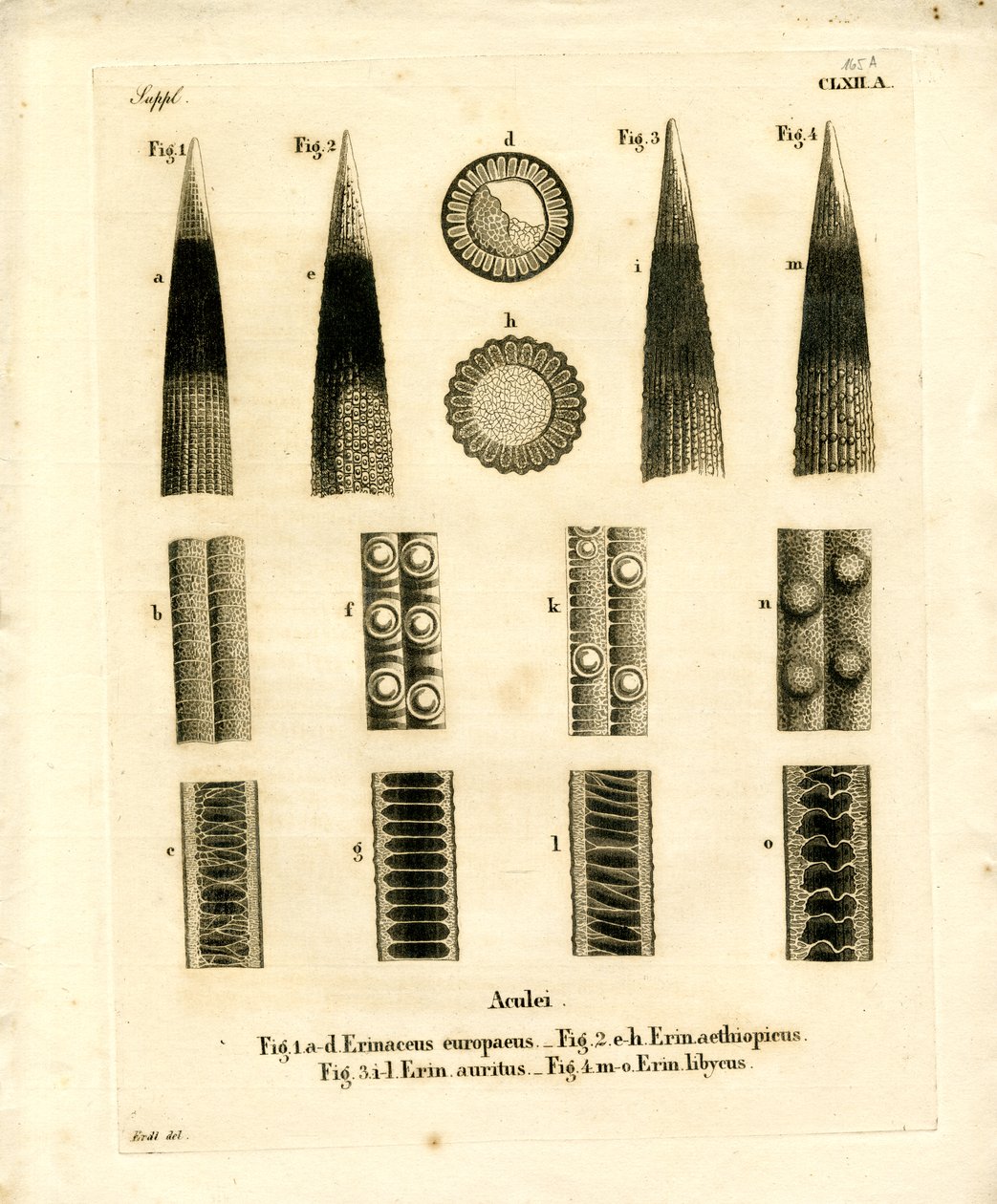 Hedgehog Prickles (farvet gravering) af German School